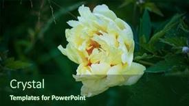  Presentation with peony - PPT layouts featuring yellow-peony-in-the-garden background and a forest green colored foreground