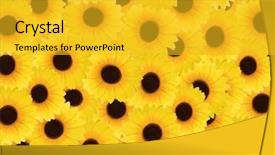  Presentation with sunflowers - Cool new presentation with yellow petals - background with lots of sunflowers backdrop and a  colored foreground