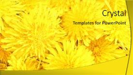  Presentation with dandelion - PPT theme having yellow petals - dandelion flowers close-up background and a  colored foreground