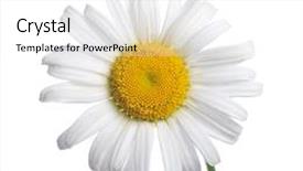  Presentation with scroll paper isolated on white - Audience pleasing PPT layouts consisting of yellow petals - white camomiles isolated backdrop and a  colored foreground