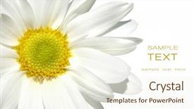  Presentation with ceiling designs abstract architecture white - Cool new presentation theme with yellow petals - white shasta daisy on white backdrop and a  colored foreground