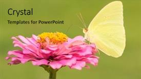  Presentation with sulphur - Cool new theme with yellow phoebis sennae cloudless sulphur backdrop and a gold colored foreground