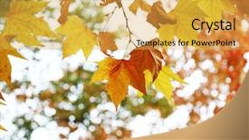  Presentation with phoenix - Presentation featuring yellow phoenix leaf in autumn background and a  colored foreground