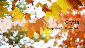  Presentation with phoenix - Amazing presentation having yellow phoenix leaf in autumn backdrop and a  colored foreground