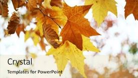  Presentation with phoenix - Beautiful PPT theme featuring yellow phoenix leaf in autumn backdrop and a  colored foreground