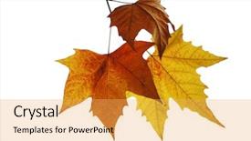  Presentation with phoenix - Colorful presentation design enhanced with yellow phoenix leaf with white backdrop and a  colored foreground