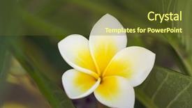  Presentation with hawaii flowers - PPT theme enhanced with yellow plumeria flowers on the tree in kauai hawaii background and a tawny brown colored foreground