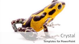  Presentation with poison - PPT layouts consisting of yellow-poison-dart-frog background and a white colored foreground