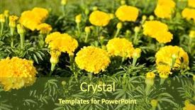  Presentation with calendula - Colorful PPT theme enhanced with yellow-pot-marigold-calendula-officinalis backdrop and a tawny brown colored foreground