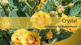  Presentation with pear - Slide set with yellow prickly pear cacti blossoms background and a yellow colored foreground