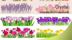  Presentation with summer flowers - PPT theme enhanced with yellow purple - collage of beautiful summer flowers background and a coral colored foreground