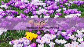  Presentation with purple crocus - PPT theme consisting of yellow purple - crocus flowers background and a  colored foreground