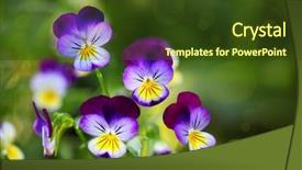  Presentation with summer time - Audience pleasing slide deck consisting of yellow purple - tricolor pansy flower plant natural backdrop and a tawny brown colored foreground