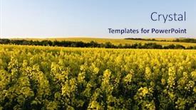  Presentation with blue yellow - Presentation featuring yellow-rape-field-on-blue background and a sky blue colored foreground