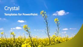  Presentation with blue yellow - Theme having yellow rape on farming field background and a teal colored foreground