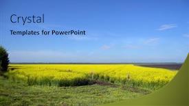  Presentation with rapeseed - 