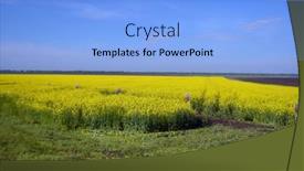  Presentation with rapeseed - 