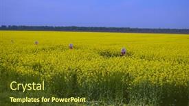  Presentation with rapeseed - 