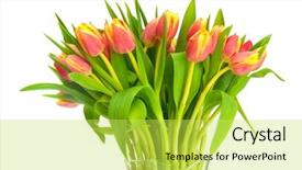  Presentation with beautiful sheet of cannabis marijuana - PPT theme enhanced with yellow red - beautiful tulips background and a yellow colored foreground