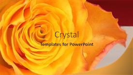  Presentation with yellow rose - Presentation design with yellow-red-rose-this-macro background and a  colored foreground