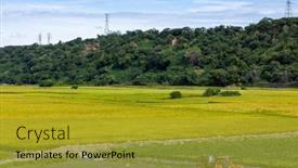  Presentation with rice field - Presentation design with yellow-rice-field-in-waipu background and a gold colored foreground