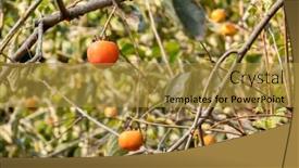  Presentation with tree farm - Theme having yellow-ripening-persimmons background and a gold colored foreground