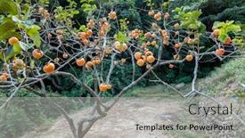  Presentation with tree farm - Beautiful PPT layouts featuring yellow-ripening-persimmons backdrop and a light gray colored foreground