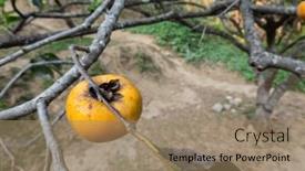  Presentation with tree farm - Presentation theme having yellow-ripening-persimmons background and a coral colored foreground
