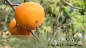  Presentation with tree farm - Audience pleasing presentation consisting of yellow-ripening-persimmons backdrop and a seafoam green colored foreground
