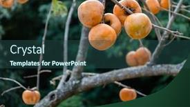  Presentation with tree farm - PPT layouts having yellow-ripening-persimmons background and a ocean colored foreground