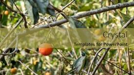  Presentation with tree farm - Audience pleasing slide deck consisting of yellow-ripening-persimmons backdrop and a gold colored foreground