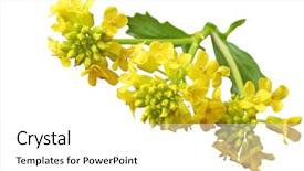 Presentation with mustard yellow - Amazing slides having yellow rocket barbarea vulgaris mustard backdrop and a white colored foreground