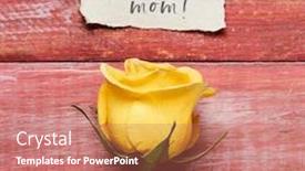  Presentation with rose yellow - Beautiful presentation design featuring yellow-rose-and-a-piece backdrop and a coral colored foreground