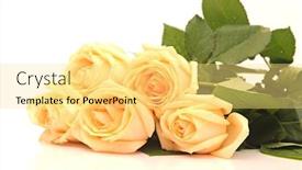  Presentation with rose yellow - PPT layouts with yellow rose bouquet isolated on white background background and a yellow colored foreground
