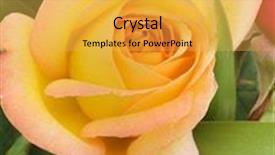  Presentation with rose yellow - Presentation theme enhanced with yellow rose flowers background and a yellow colored foreground