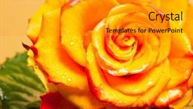  Presentation with yellow rose - PPT layouts with yellow rose isolated on orange background background and a gray colored foreground