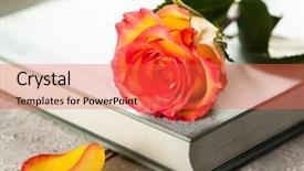  Presentation with yellow rose - PPT layouts with yellow rose on a book background and a red colored foreground