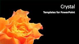  Presentation with rose yellow - Slides consisting of yellow rose on black background and a black colored foreground