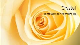  Presentation with yellow rose - Presentation theme featuring yellow rose petals close up background and a yellow colored foreground