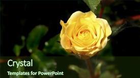  Presentation with rose yellow - Slide deck consisting of aphids - single attention getting yellow rose background and a  colored foreground