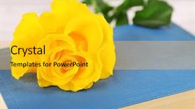  Presentation with rose yellow - Presentation design enhanced with yellow rose with book background and a  colored foreground