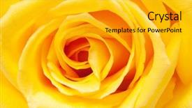  Presentation with rose yellow - Amazing PPT layouts having yellow rose backdrop and a gold colored foreground