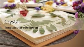  Presentation with plants - Presentation enhanced with yellow roses book - composition with flowers and dry background and a soft green colored foreground