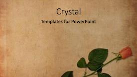  Presentation with rose yellow - Audience pleasing presentation design consisting of yellow roses book - old ancient parchment with red backdrop and a coral colored foreground