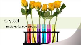  Presentation with yellow big tube - PPT theme having yellow roses in colorful tubes background and a  colored foreground