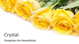  Presentation with pink and white roses - PPT theme featuring yellow roses isolated on white background and a  colored foreground