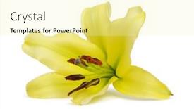  Presentation with royal - Slide deck enhanced with yellow royal lily isolated on white background background and a blonde colored foreground