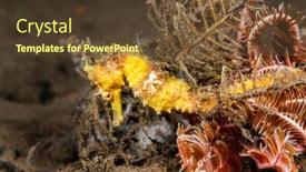 Presentation with yellow - Slide set having yellow-seahorse-uses-its-tail background and a tawny brown colored foreground