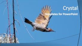  Presentation with flicker - PPT theme with yellow shafted flicker flying off background and a teal colored foreground