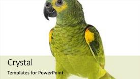  Presentation with deforestation amazon - Slide set enhanced with yellow-shouldered amazon amazona barbadensis background and a yellow colored foreground